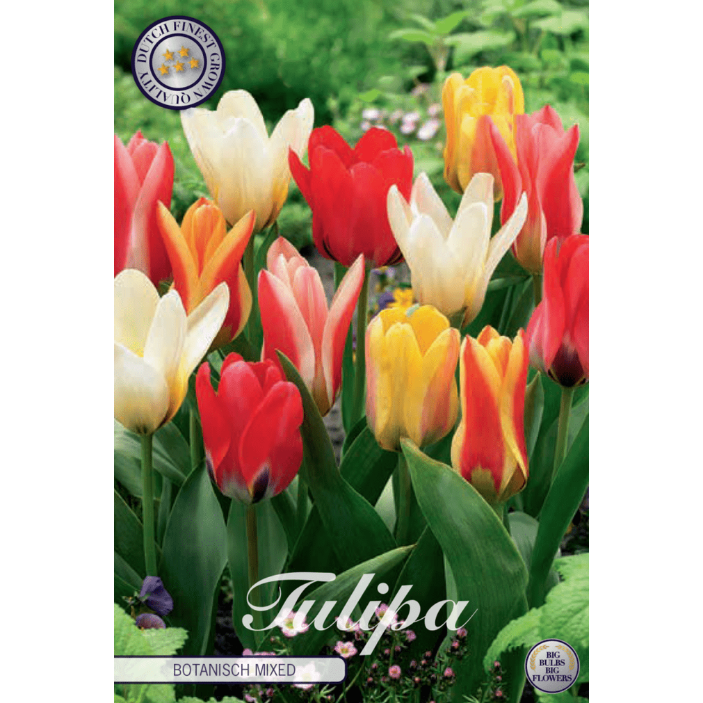 Tulipan 'Botanisch Mixed' 10-pakning