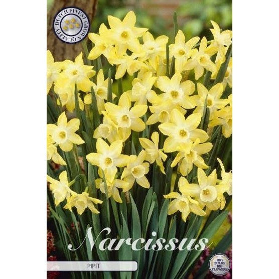 Narcissus Pipit 7-pakning