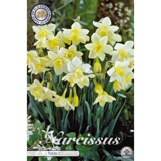 Narcissus Pueblo 7-pakning