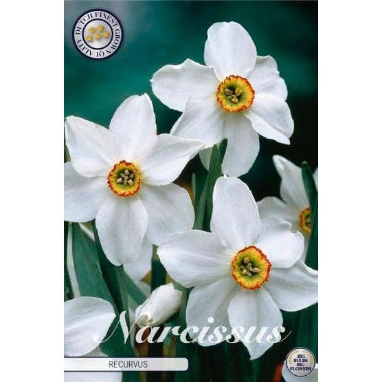 Narcissus Recurvus 5-pakning