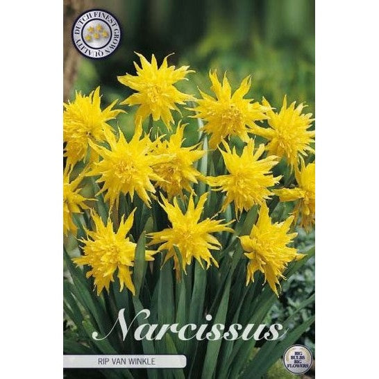 Narcissus Rip van Winkle 7-pakning
