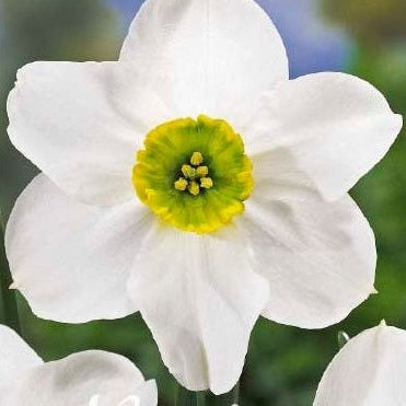Narcissus Skype (NEW) 5-pakning