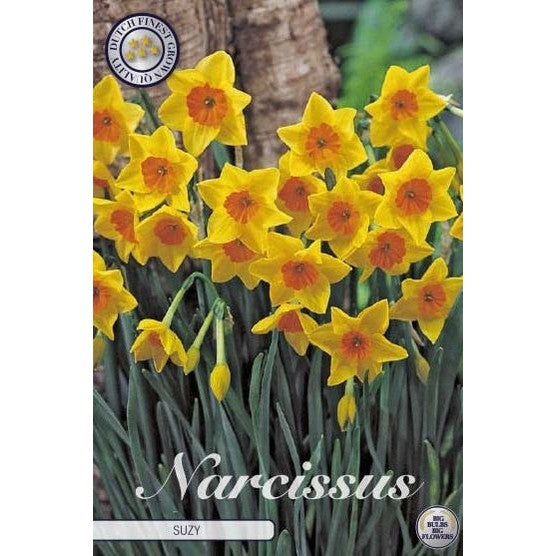 Narcissus Suzy 5-pakning