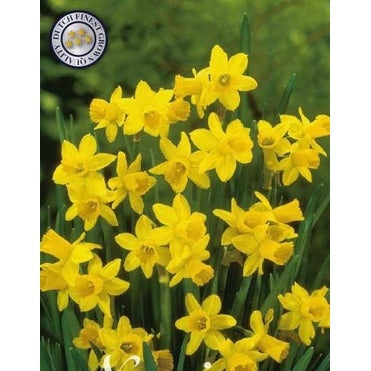 Narcissus Tête à Tête 10-pakning