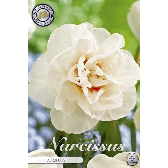 Narcissus Acropolis 5-pakning