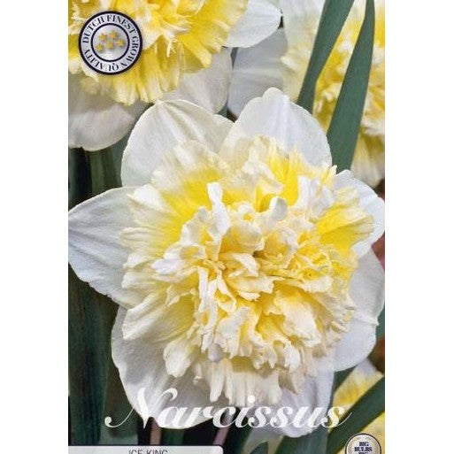 Narcissus Ice King 5-pakning