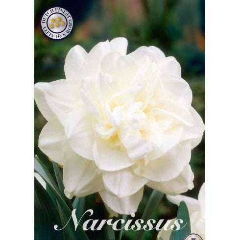 Narcissus Obdam 5-pakning