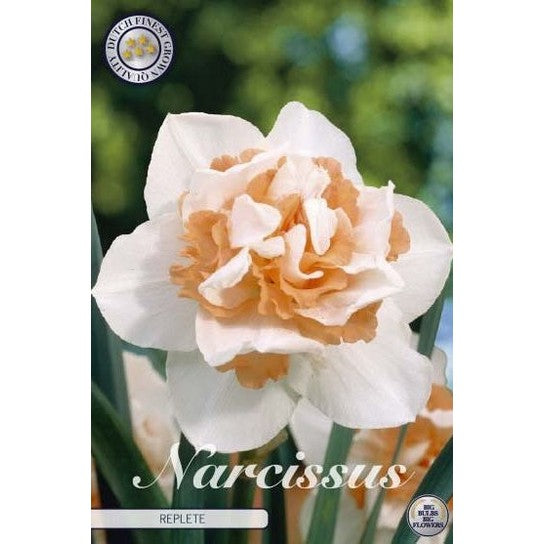 Narcissus Replete 5-pakk