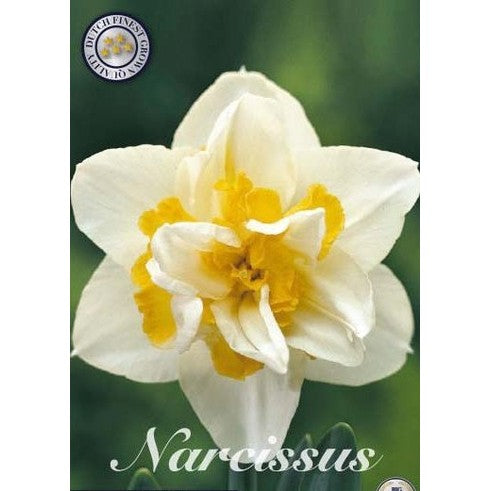 Narcissus White Lion 5-pakning