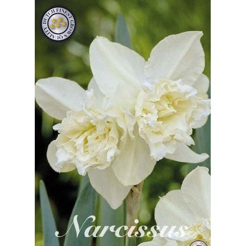 Narcissus White Marvel 5-pakning
