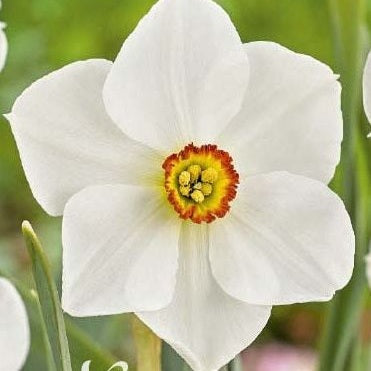 Narcissus Actaea 5-pakning