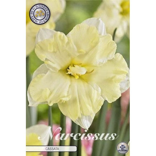Narcissus Cassata 5-pakning