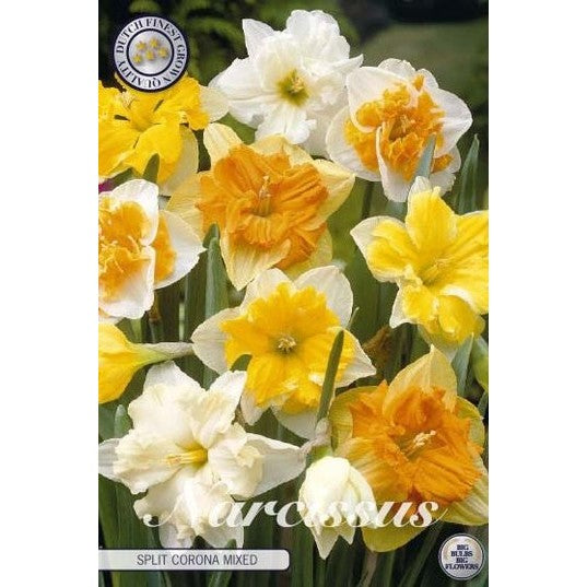 Narcissus Splitcrown Mixed 5-pakning