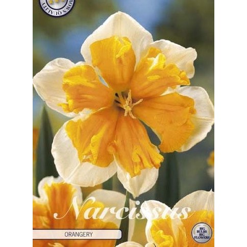 Narcissus Orangery 5-pakning