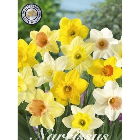 Narcissus Narcis All Types Mixed 6-pakning
