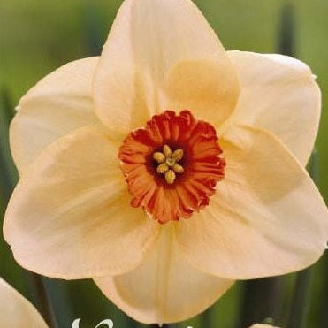 Narcissus Altruist 5-pakning