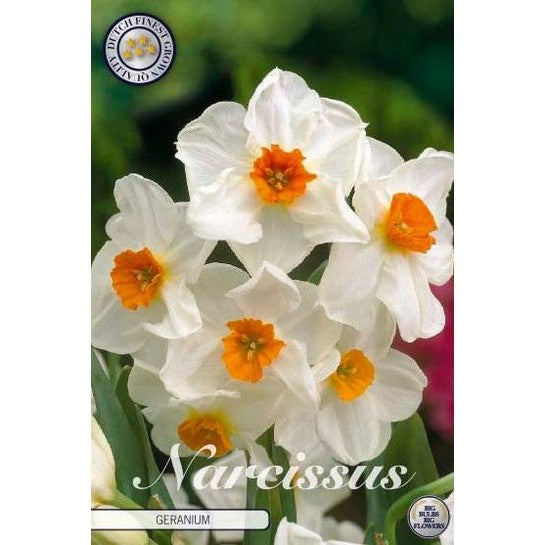 Narcissus Geranium 5-pakning