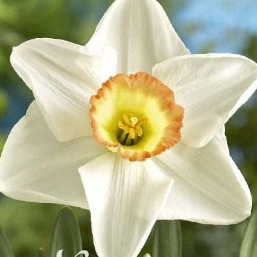 Narcissus High Society 5-pakning
