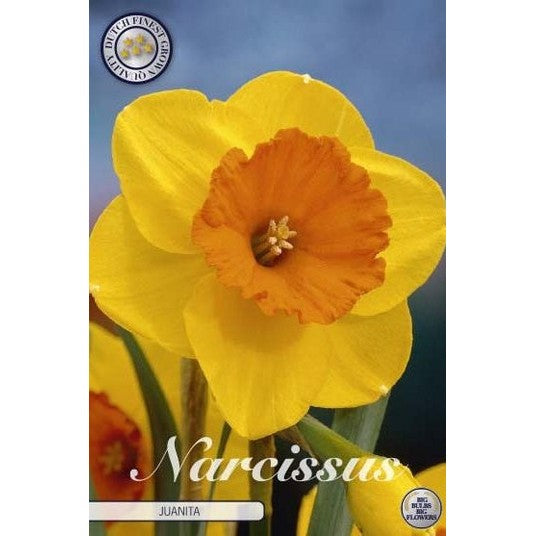 Narcissus Juanita 5-pakning