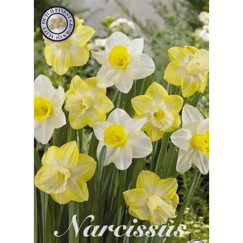 Narcissus Mainstreet 5-pakning