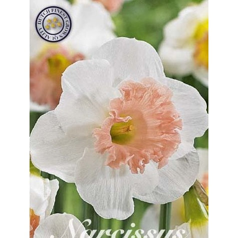 Narcissus Pink Charm 5-pakk