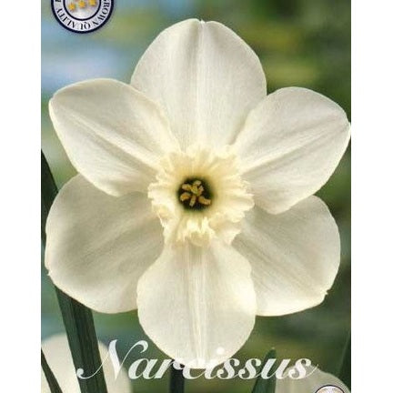Narcissus Princess Zaide 5-pakning