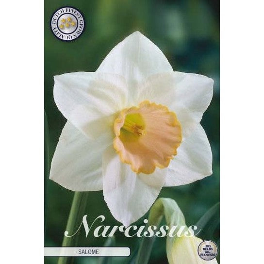 Narcissus Salome 5-pakning