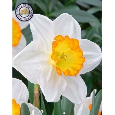 Narcissus Sound 5-pakning