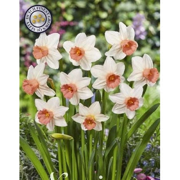 Narcissus 'Iwona' 5-pakning