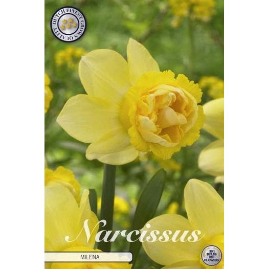 Narcissus Milena 5-pakning