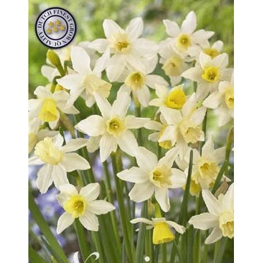 Narcissus Sailboat 10-pakning