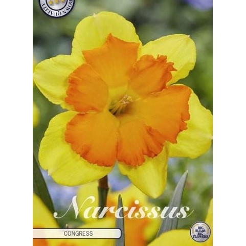 Narcissus Congress 5-pakning