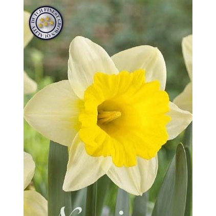 Narcissus Goblet 5-pakning