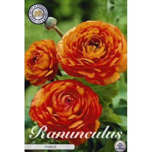 Bukettranunkel - Ranunculus asiaticus 'Orange' 10-pakning