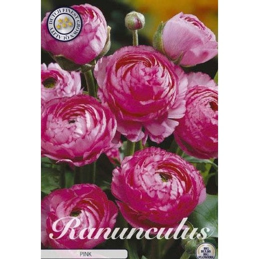 Bukettranunkel - Ranunculus asiaticus 'Pink' 10-pakning