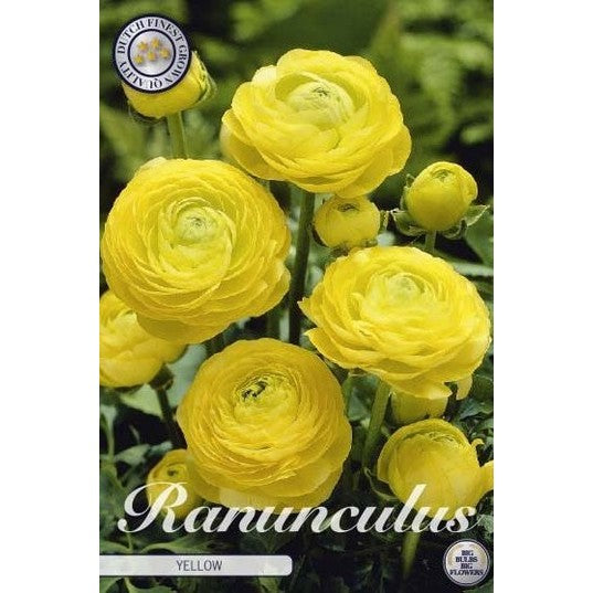 Bukettranunkel - Ranunculus asiaticus 'Yellow' 10-pakning