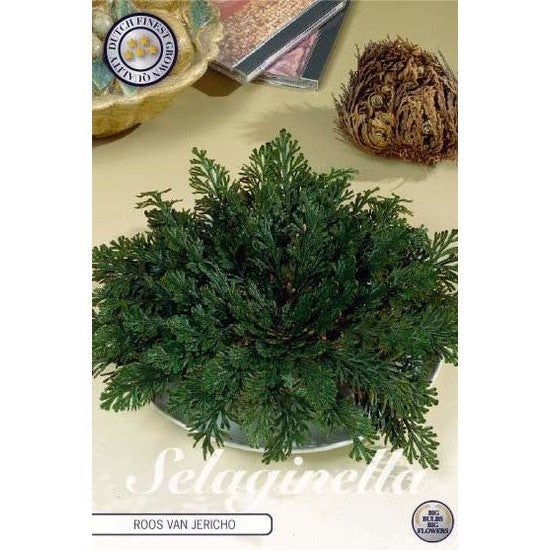 Falsk jerikorose - Selaginella lepidophylla 'Roos Van Jericho' 1-pakning