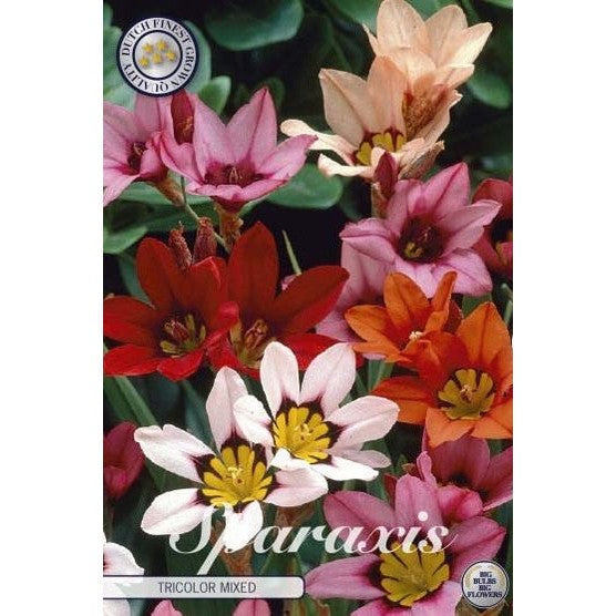 Sparaxis tricolor 'Tricolor Mixed' 20-pakning