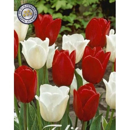 Tulipan Amsterdam 10-pakning