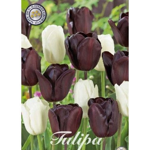 Tulipan Black Jacky 10-pakning