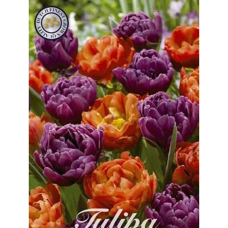 Tulipan Bravoure 10-pakning