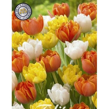 Tulipan Casanova 10-pakning