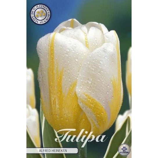Tulipan Alfred Heineken 10-pakning