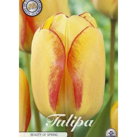 Tulipan Beauty of Spring 10-pakning