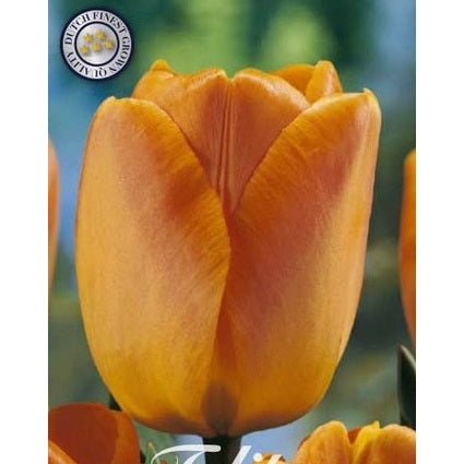 Tulipan Daydream 10-pakning