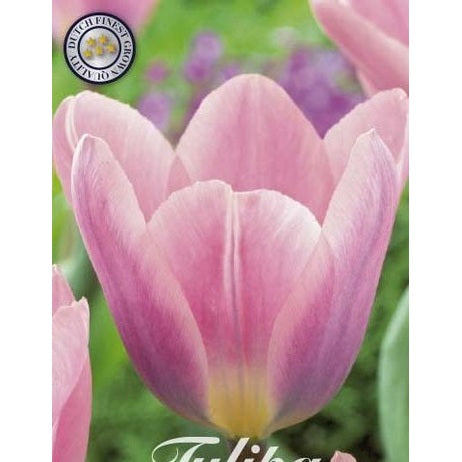 Tulipan Light and Dreamy 7-pakning