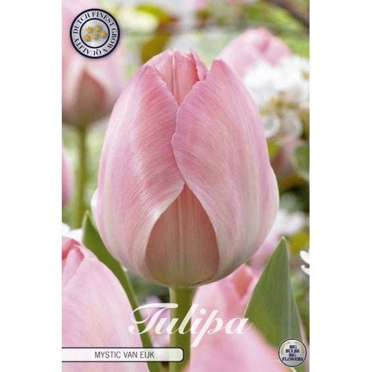 Tulipan 'Mystic Van Eijk' 10-pakning