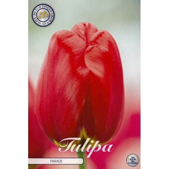 Tulipan Parade 10-pakk