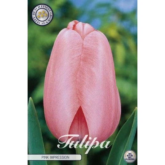 Tulipan Pink Impression 10-pakning