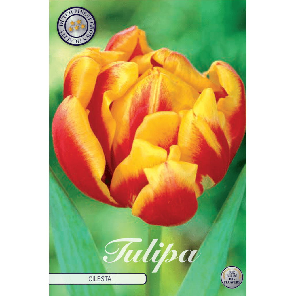 Tulipan Cilesta 7-pakk